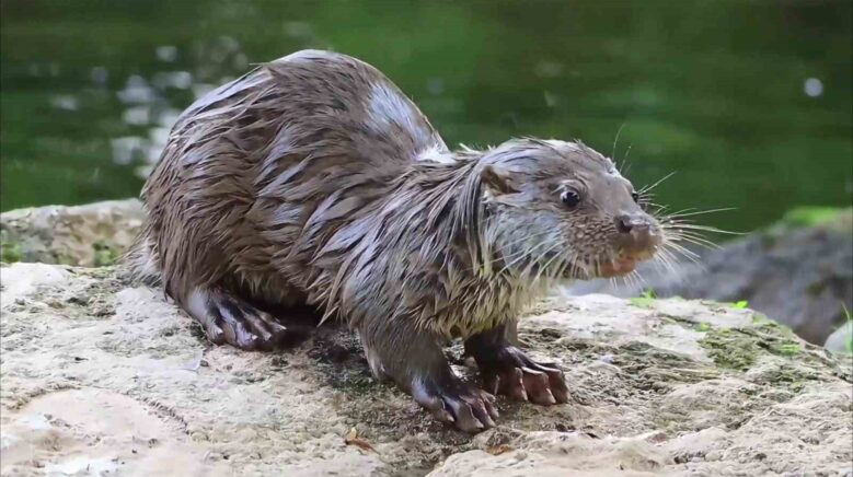 su samuru avladigi yengeci yerken goruntulendi BwKyr7Qs