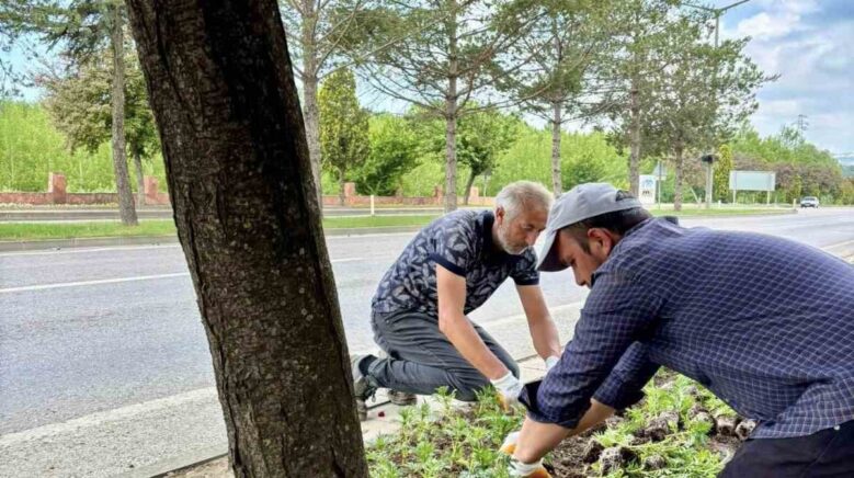 taskopru 70 bin kadife cicegiyle renkleniyor CL2irTZb