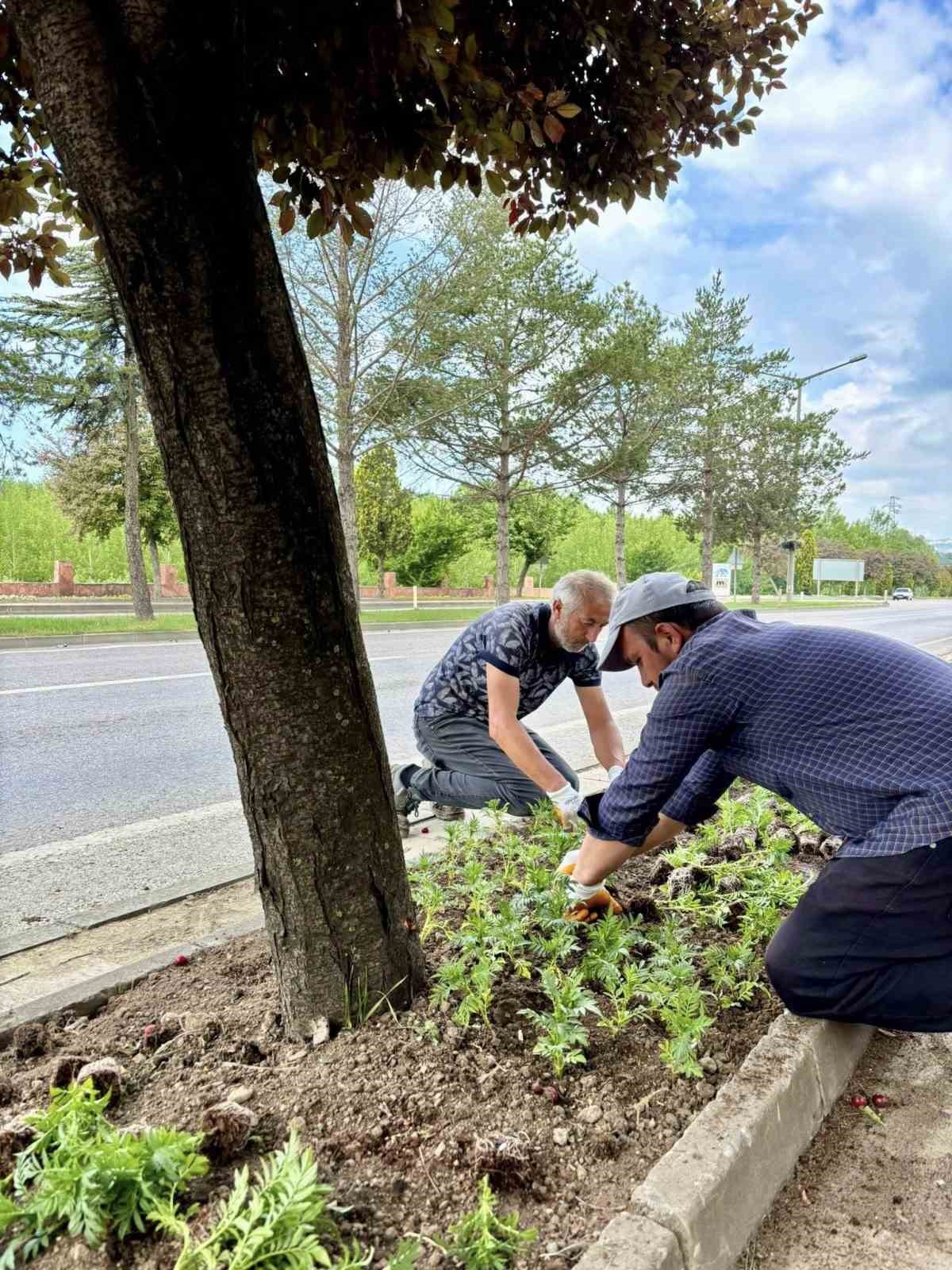 taskopru 70 bin kadife cicegiyle renkleniyor CL2irTZb