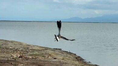 tedavisi tamamlanan kiz kusu kus cennetinde ozgurluge kanat cirpti ml5eY5gv