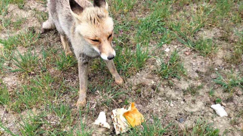 tilkiyi borekle besledi B9zIIxMb