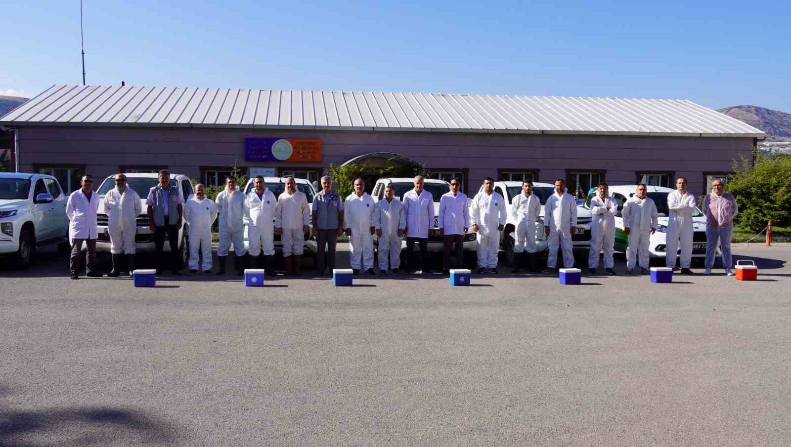 tokatta 253 bin buyukbas hayvan asilandi AI8e2SBu