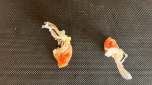 uyusturucu ham maddesi ele gecirildi Ks6vlTDD