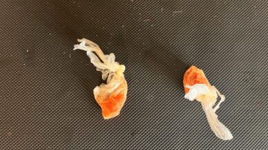 uyusturucu ham maddesi ele gecirildi Ks6vlTDD