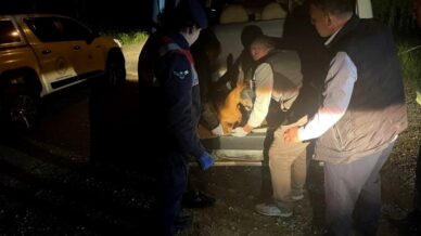 yarali karacayi jandarma koruma altina aldi HUKdgRmw