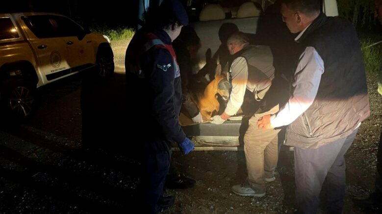 yarali karacayi jandarma koruma altina aldi HUKdgRmw