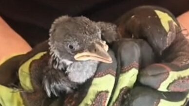 yavru karga ve kediyi itfaiye kurtardi J7Xn8gHe