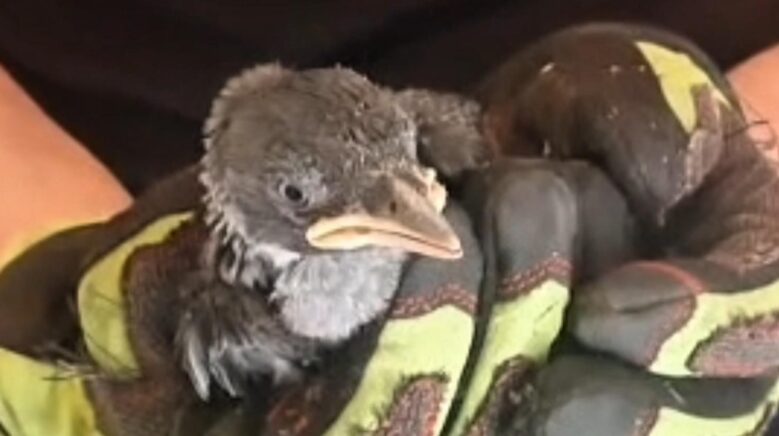 yavru karga ve kediyi itfaiye kurtardi J7Xn8gHe