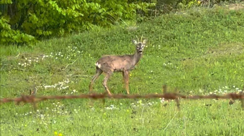 yaylada otlayan karaca kamerada QDrSbGpB