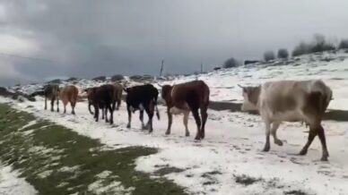 yayladaki surulerin dolu yagisinda zorlu anlari kameraya yansidi QPujqVDf