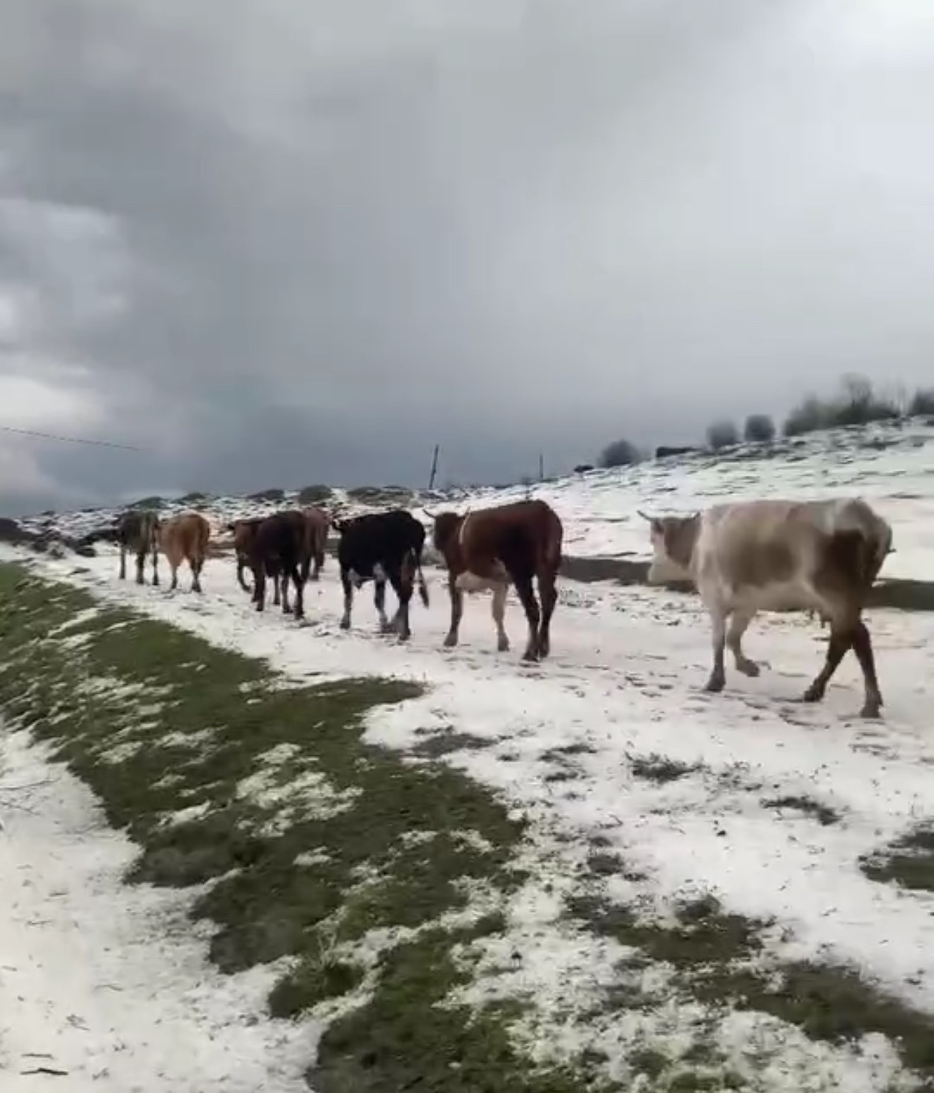 yayladaki surulerin dolu yagisinda zorlu anlari kameraya yansidi QPujqVDf
