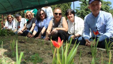 yitik turk lalesi sadece 2 hafta cicek aciyor CDDWedvJ