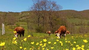 yurt ici hayvan nakillerine yeni duzenleme kPZfRIIu