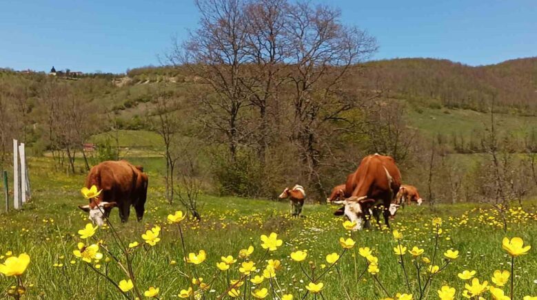 yurt ici hayvan nakillerine yeni duzenleme kPZfRIIu