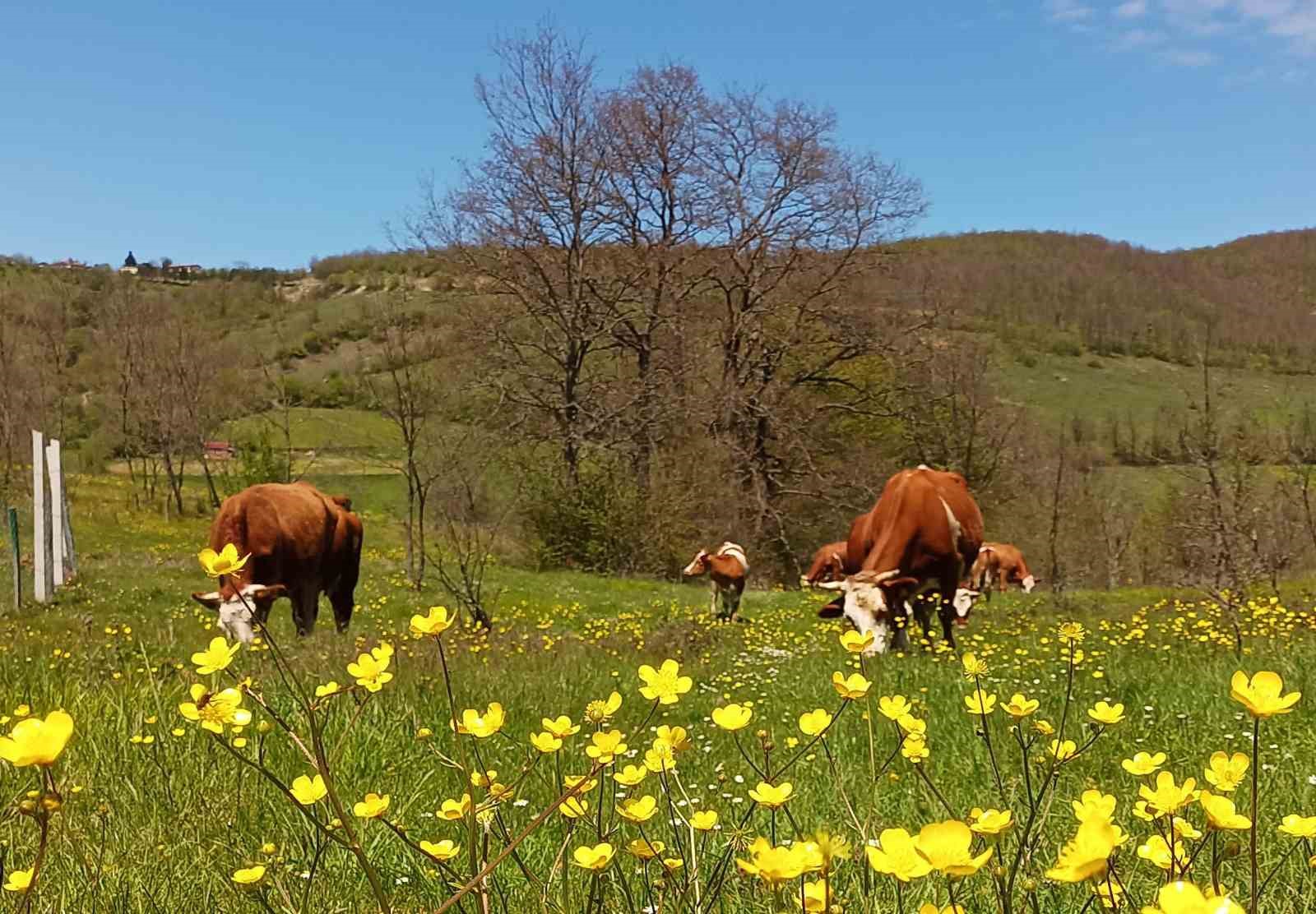 yurt ici hayvan nakillerine yeni duzenleme kPZfRIIu