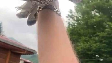 8 yillik atmacasini dogaya saldi atmaca arkasina bakmadan ucup gitti kaGqPsVx