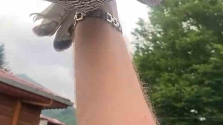 8 yillik atmacasini dogaya saldi atmaca arkasina bakmadan ucup gitti zcuLBYUT