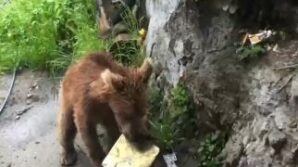 artvinde ayi panigi YlmtZR83