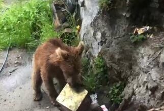 artvinde ayi panigi YlmtZR83