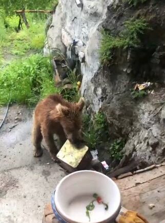 artvinde ayi panigi YlmtZR83