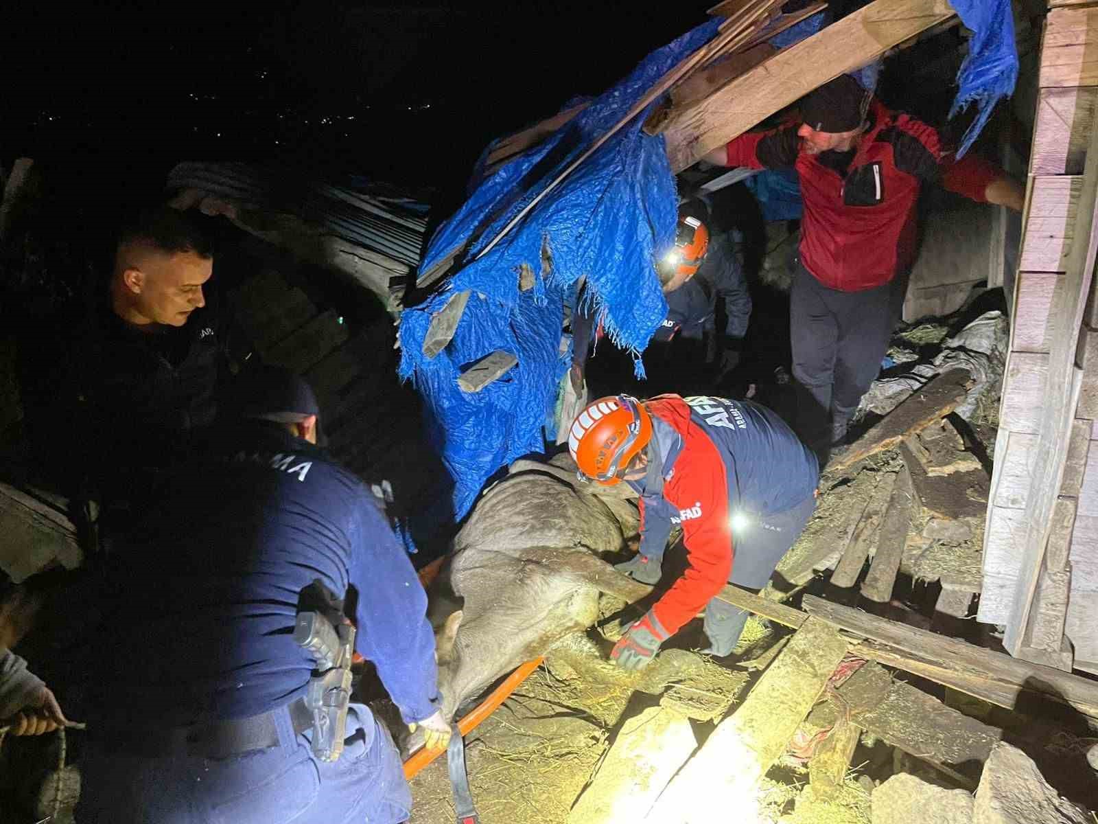 artvinde coken ahirda mahsur kalan 33 buyukbas hayvan kurtarildi myfjjRc6