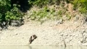 artvinde iki ayi once serinledi sonra nehir kiyisinda kavga etti amGdpszV