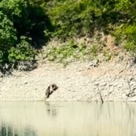 artvinde iki ayi once serinledi sonra nehir kiyisinda kavga etti amGdpszV