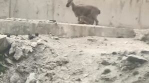 artvinde yol ortasinda yavrularini emziren dag kecisi cep telefonu kameralarina yakalandi rDHABj1g