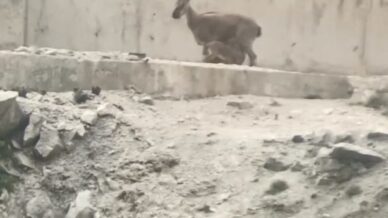 artvinde yol ortasinda yavrularini emziren dag kecisi cep telefonu kameralarina yakalandi rDHABj1g