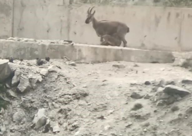 artvinde yol ortasinda yavrularini emziren dag kecisi cep telefonu kameralarina yakalandi rDHABj1g