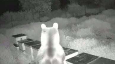 ayilar ari kovanlarini parcalayip ballari yedi pwE5viP5