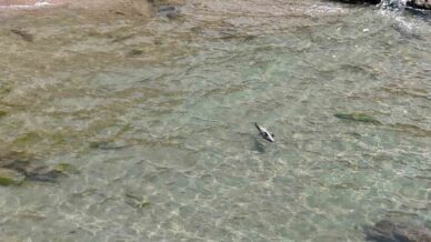 bartinda yarali yunus karaya vurdu d9yaR3Op