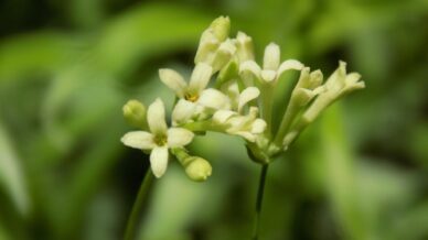 bartinda yeni bitki turu bulundu sh4N5iWb