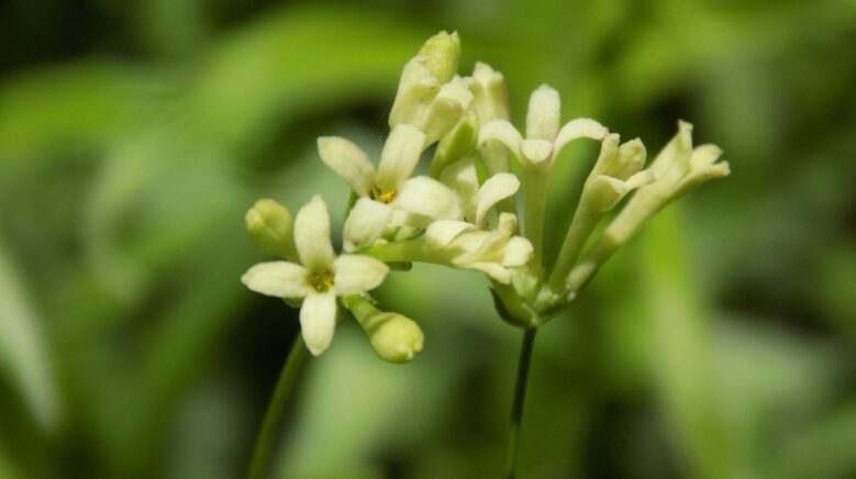 bartinda yeni bitki turu bulundu sh4N5iWb