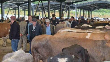 bayrama sayili gunler kala kurban pazarlari hareketlendi wzQvsV93