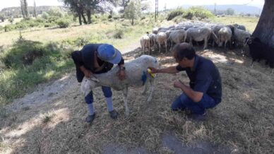 boluda basibos kopekler suruye saldirdi kopeklerle bizim basimiz belada TTaAdlkR
