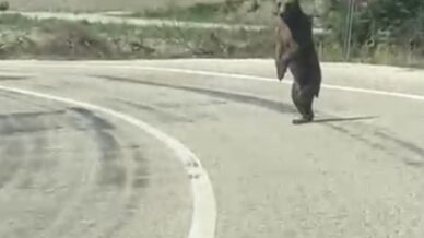 boluda kara yoluna cikan ayi cep telefonuna yansidi Hj2gytVX