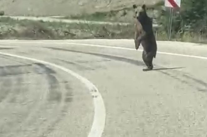 boluda kara yoluna cikan ayi cep telefonuna yansidi Hj2gytVX