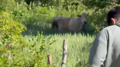 boluda kurbanlik dana tarlaya kacti koyluler seferber oldu t3DGny6r