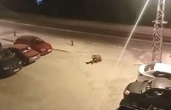 borcka ilce merkezine inen ayilar cadde ve sokaklarda dolasti FhffOXPC