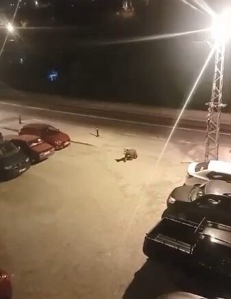 borcka ilce merkezine inen ayilar cadde ve sokaklarda dolasti FhffOXPC