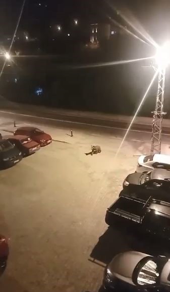 borcka ilce merkezine inen ayilar cadde ve sokaklarda dolasti FhffOXPC