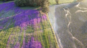 bugday tarlasi cicek bahcesine dondu yoldan gecenler merak edip fotograf cekiyorlar QyFObkip