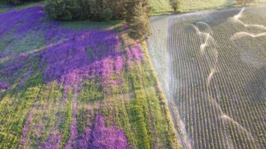 bugday tarlasi cicek bahcesine dondu yoldan gecenler merak edip fotograf cekiyorlar QyFObkip