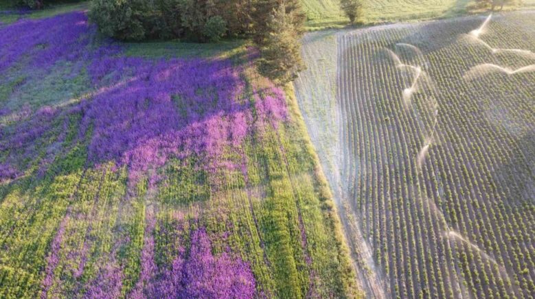 bugday tarlasi cicek bahcesine dondu yoldan gecenler merak edip fotograf cekiyorlar QyFObkip
