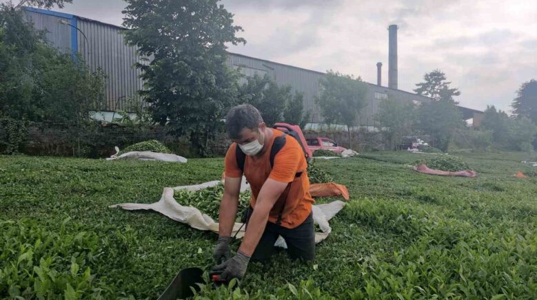 cay fabrikasinin bacasindan cikan komur tozlari cay bahcelerine yagiyor YpnQcJtU