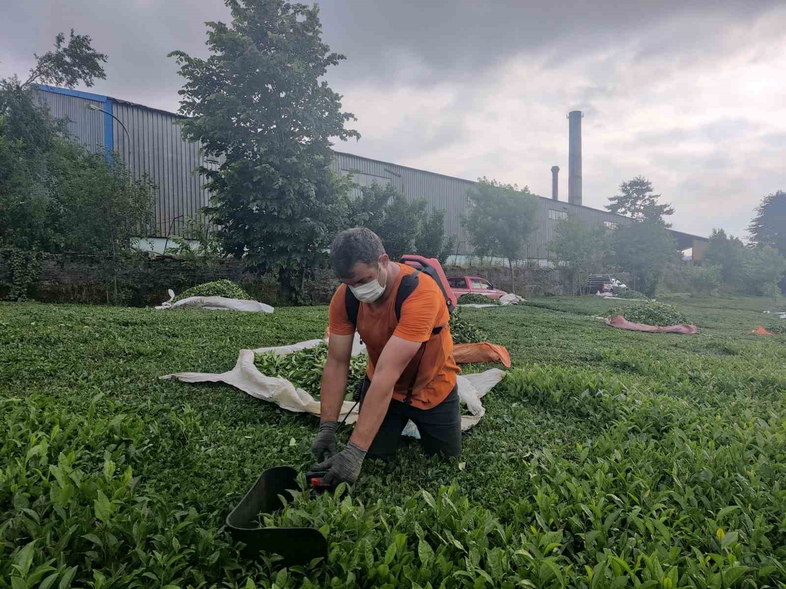 cay fabrikasinin bacasindan cikan komur tozlari cay bahcelerine yagiyor YpnQcJtU