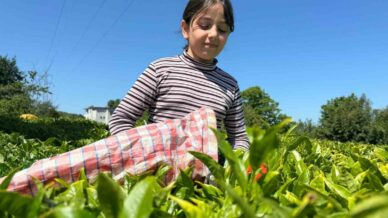 caykurdan yogunluk aciklamasi QwF7jvCD