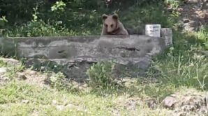 cesmede serinleyen ayi kamerada hzJJWU8w