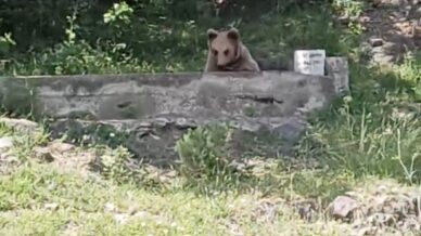 cesmede serinleyen ayi kamerada hzJJWU8w